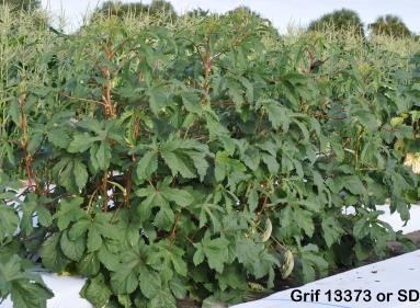 column Plant