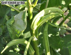 column FRUIT