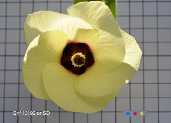 column FLOWER