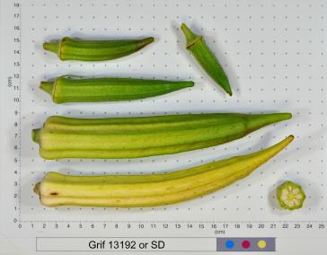 column FRUIT