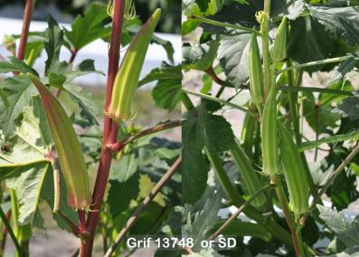 column FRUIT