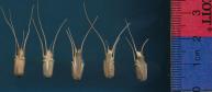 Click for 1 image(s) for this accession. SPIKE