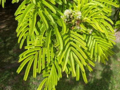 column Leaf