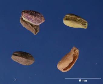 column SEED