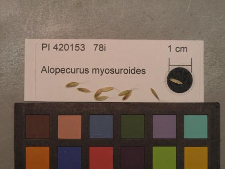 SEED