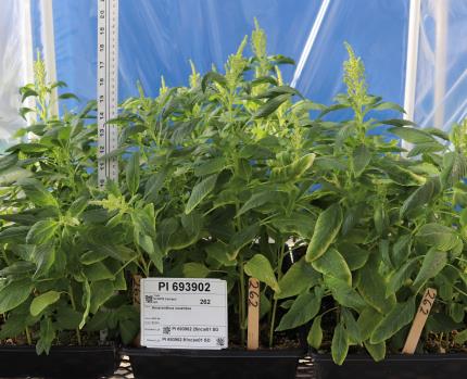 Click for 3 image(s) for this accession. GREENHOUSE