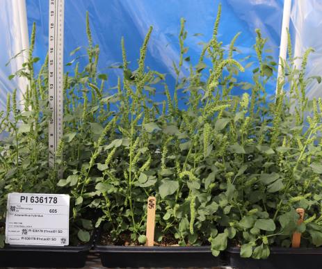 column Greenhouse