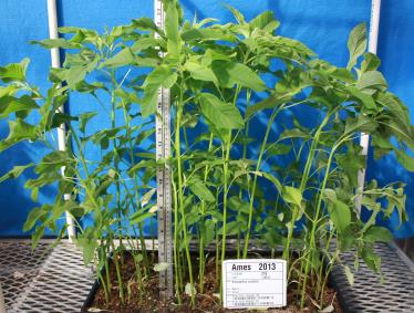 column GREENHOUSE