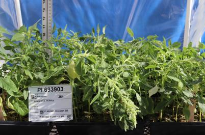 Click for 2 image(s) for this accession. GREENHOUSE