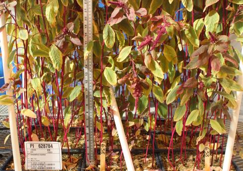 column GREENHOUSE