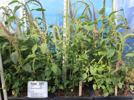 Click for 2 image(s) for this accession. GREENHOUSE