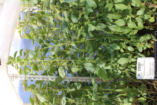 Click for 2 image(s) for this accession. GREENHOUSE