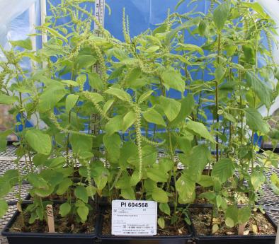 Click for 4 image(s) for this accession. GREENHOUSE