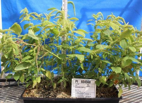 column GREENHOUSE