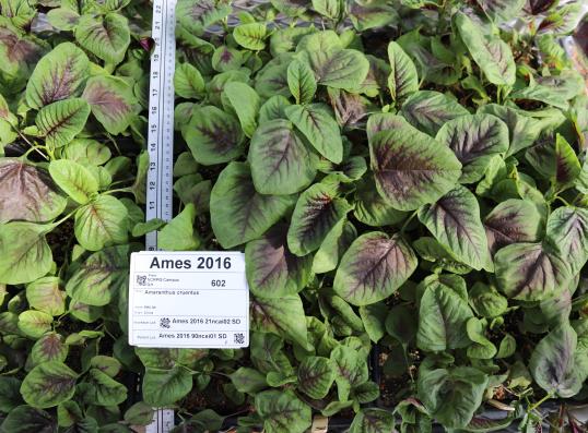 Click for 5 image(s) for this accession. Greenhouse