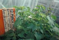 Click for 1 image(s) for this accession. GREENHOUSE