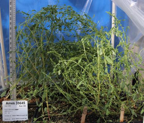 Greenhouse