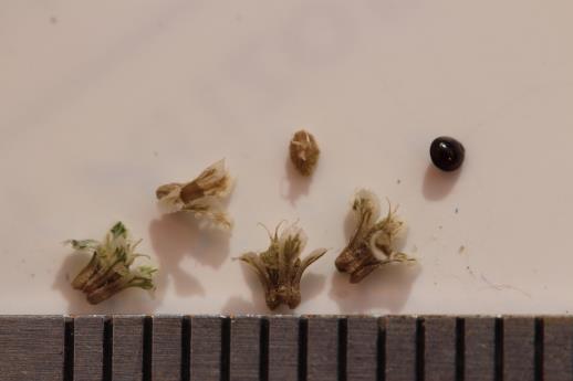 column Fruit