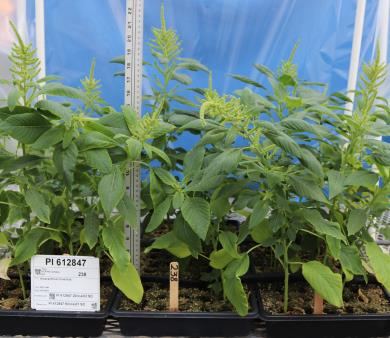 Click for 3 image(s) for this accession. GREENHOUSE