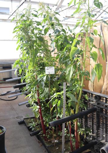 column GREENHOUSE