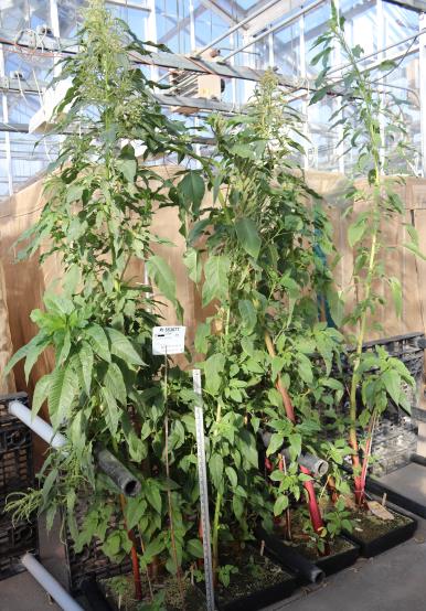 column GREENHOUSE