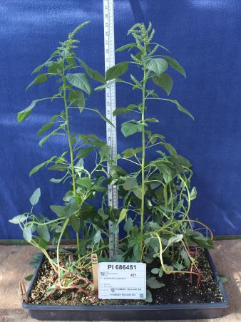 column GREENHOUSE