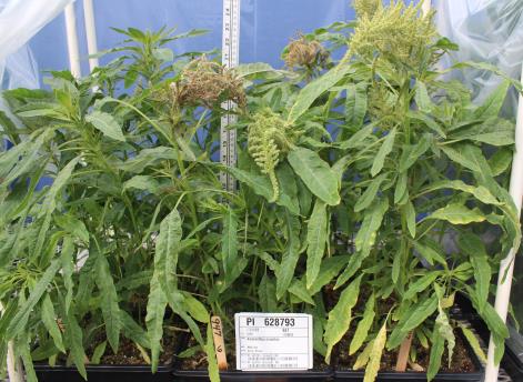 Click for 2 image(s) for this accession. GREENHOUSE