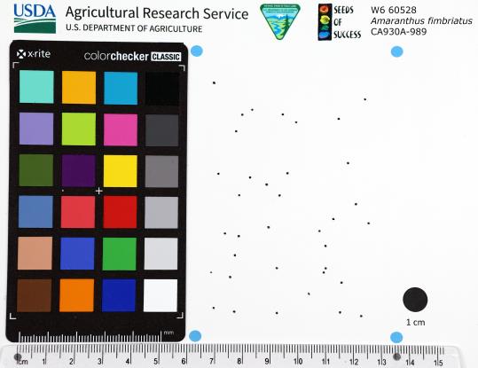 Click for 1 image(s) for this accession. SEED