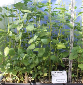 Click for 5 image(s) for this accession. GREENHOUSE
