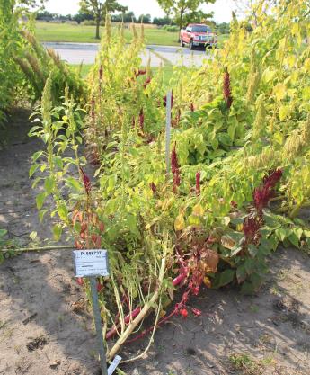 Click for 4 image(s) for this accession. Field