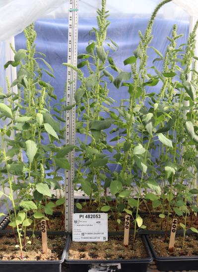 Click for 1 image(s) for this accession. GREENHOUSE