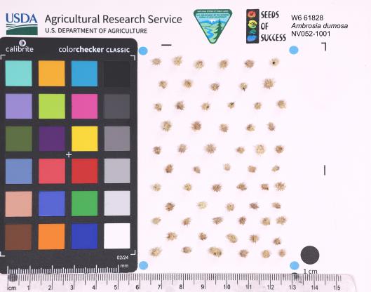 Click for 1 image(s) for this accession. SEED