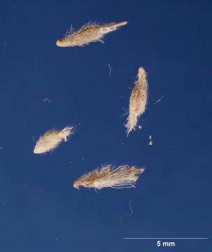 column SEED