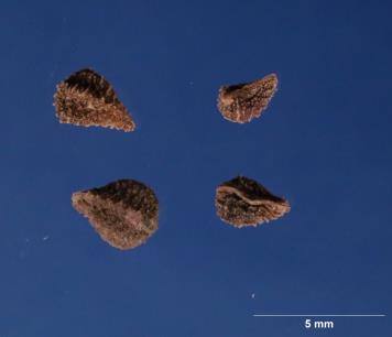 column SEED