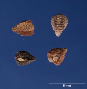 Click for 2 image(s) for this accession. SEED