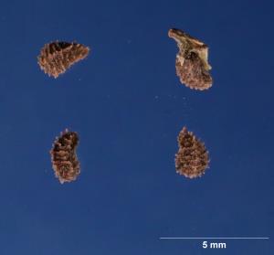 Click for 2 image(s) for this accession. SEED