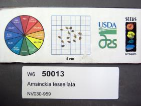 Click for 1 image(s) for this accession. SEED