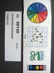 Click for 1 image(s) for this accession. SEED