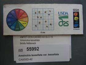 Click for 1 image(s) for this accession. SEED