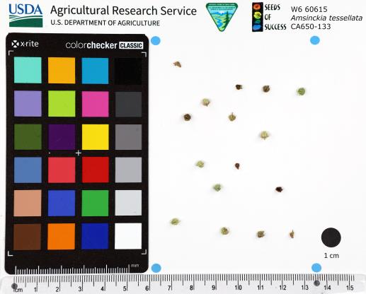 Click for 1 image(s) for this accession. SEED
