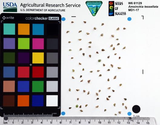 Click for 1 image(s) for this accession. SEED