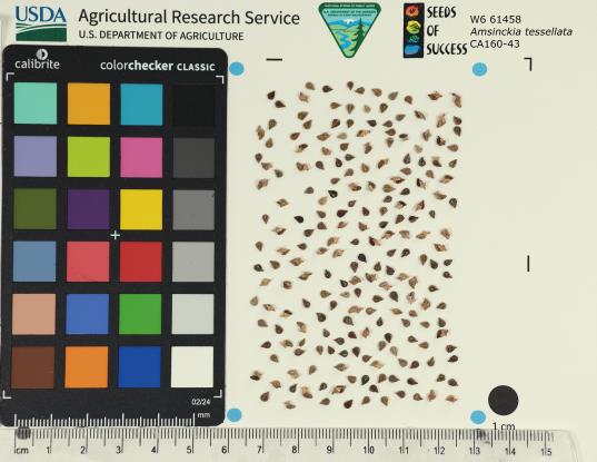 Click for 1 image(s) for this accession. SEED