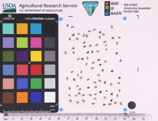 Click for 1 image(s) for this accession. SEED