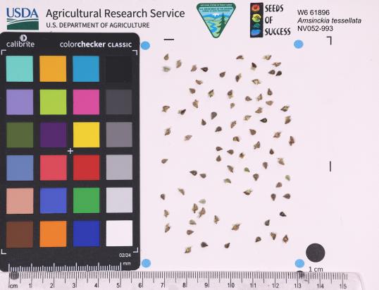Click for 1 image(s) for this accession. SEED