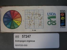 Click for 1 image(s) for this accession. SEED