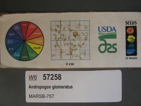 Click for 1 image(s) for this accession. SEED