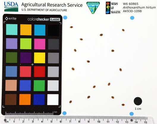 Click for 1 image(s) for this accession. SEED