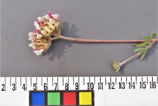 Click for 4 image(s) for this accession. INFLORESCENCE
