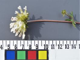 column INFLORESCENCE