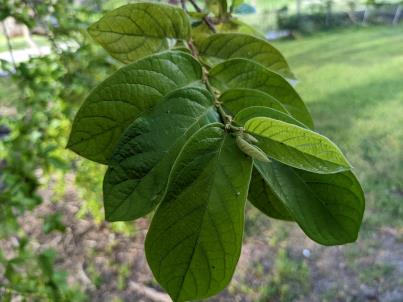 column Leaf